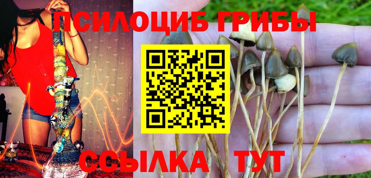 Псилоцибиновые грибы Psilocybe Димитровград